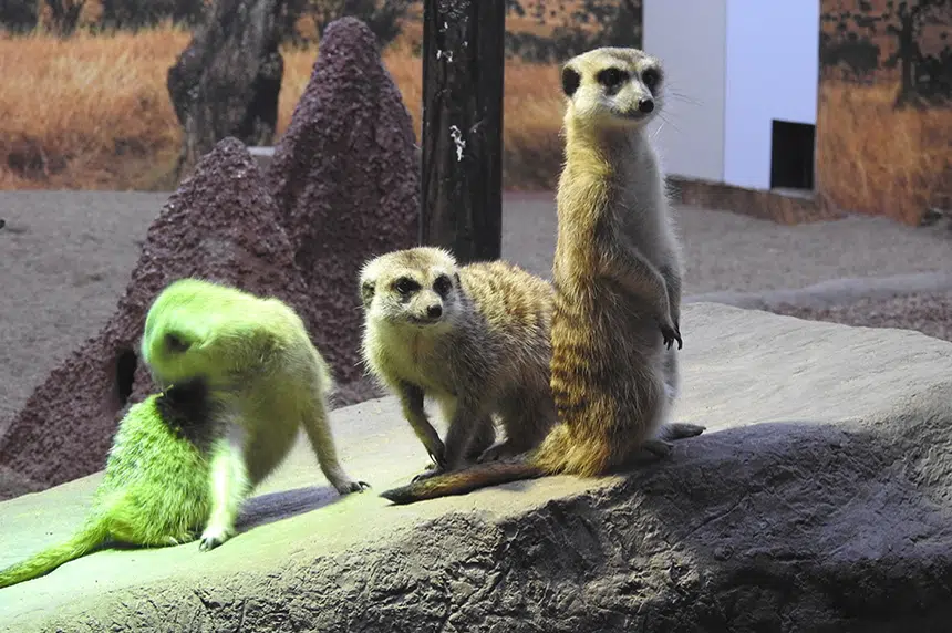 Meerkat exhibit opens this weekend at Saskatoon zoo
