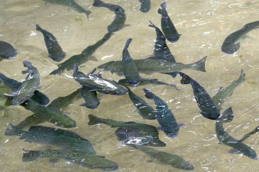 Whirling disease found in fish in North Saskatchewan River: CFIA