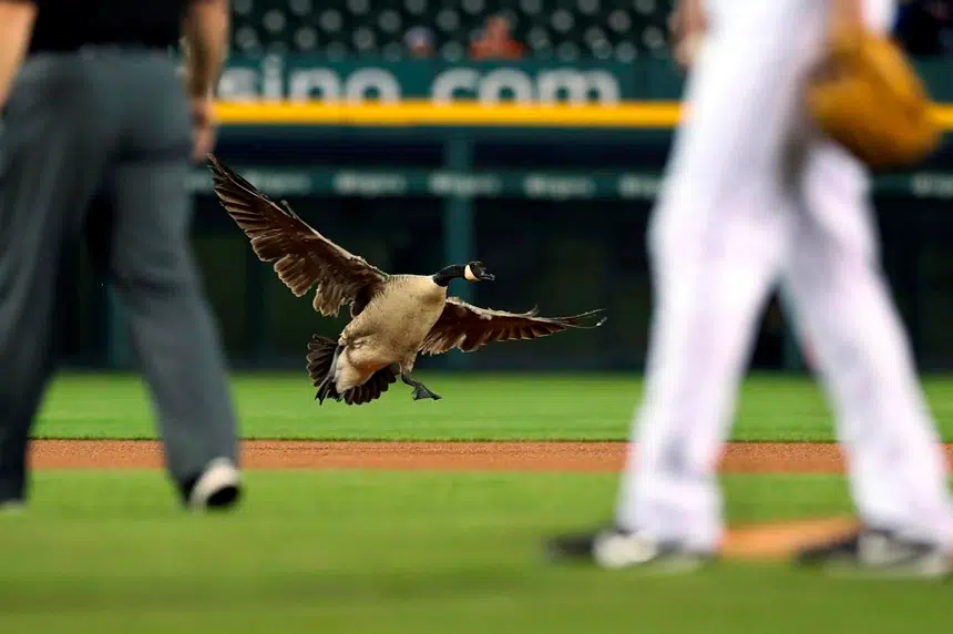 Attempt to remove goose from baseball stadium ends in chaos