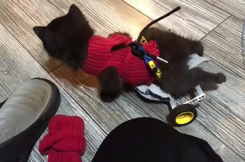 Stray, disabled kitten uses Lego wheelchair to scoot around with littermates
