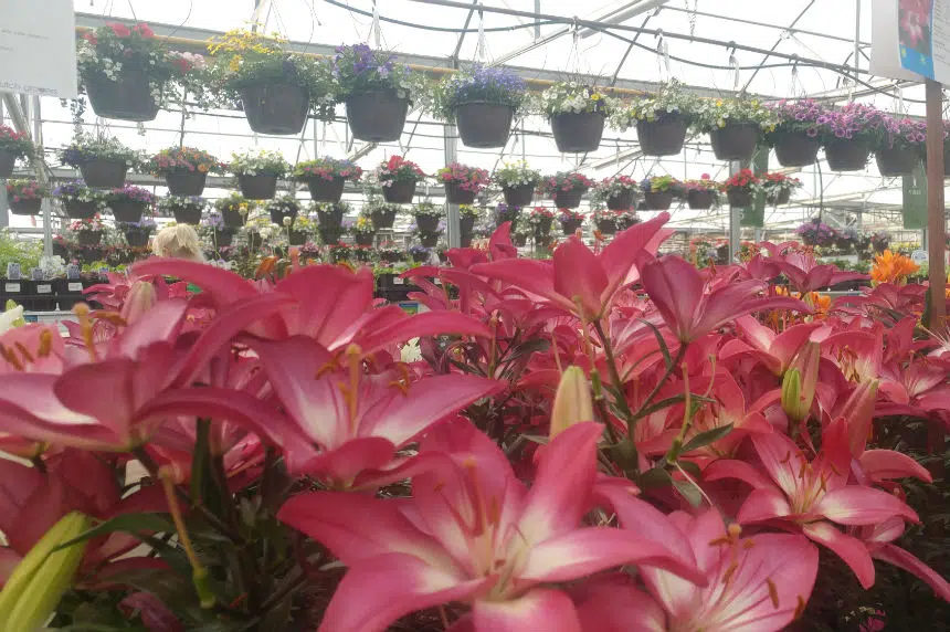 Green thumbs up for warm weather ahead of planting season