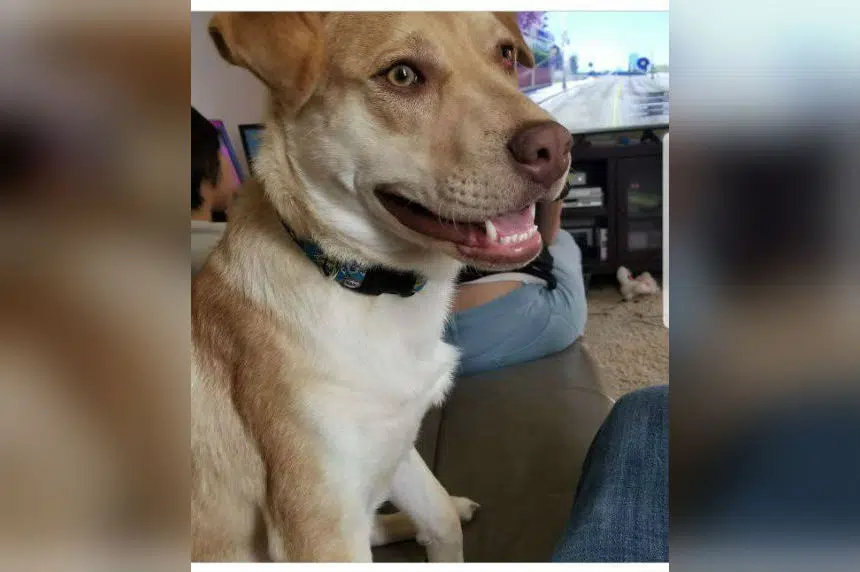 Doggie Houdini: Pup unlocks doors, escapes Saskatoon SPCA