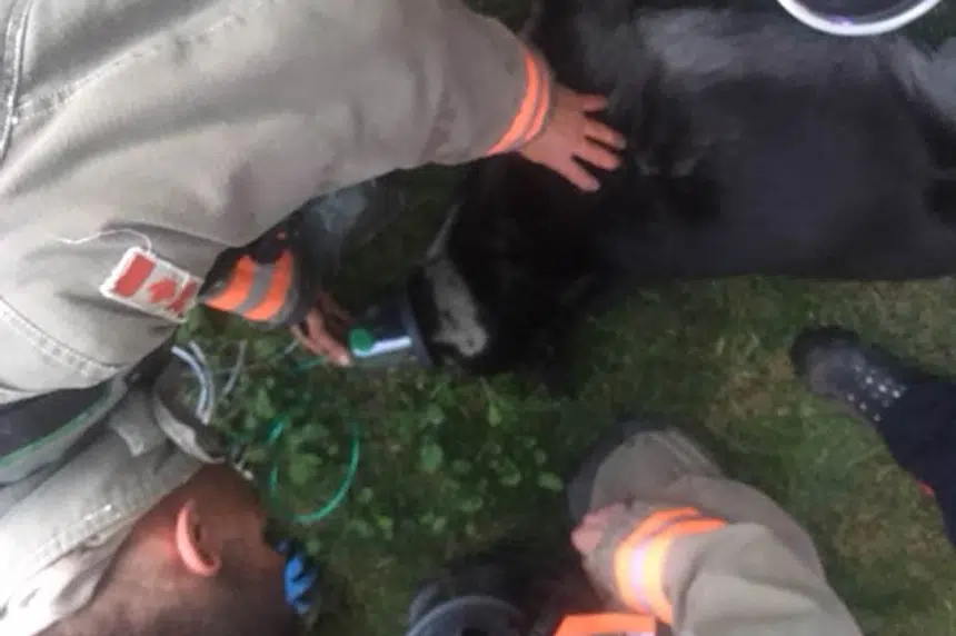Saskatoon firefighters rescue dog from blaze
