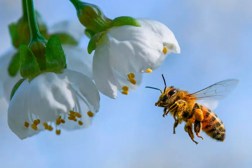Pesticides do harm to bees and should be phased out, Health Canada says