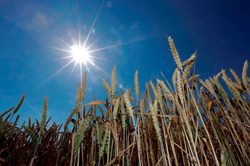 South Korea joins Japan in halting Canadian wheat imports after GMO plants found