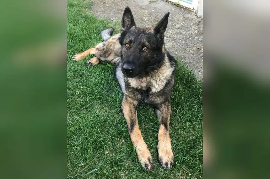 A Saskatoon 1st: man charged with trying to kill police dog