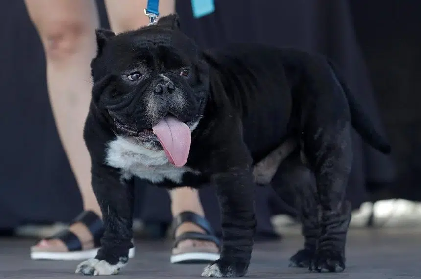 Zsa Zsa, the English bulldog, wins World’s Ugliest Dog title