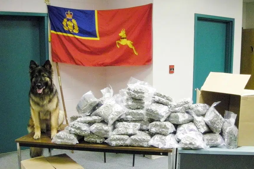 Cannabis legalization forces 14 RCMP sniffer dogs into early retirement  