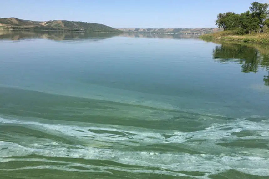 Province warns people, pets to avoid water with algae blooms