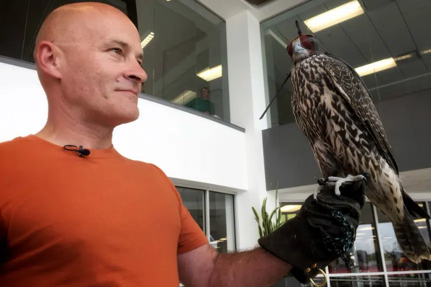Falcons to keep unwanted birds away from Saskatoon Airport