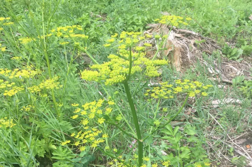 Severe chemical burns, blisters: watch out for wild parsnip