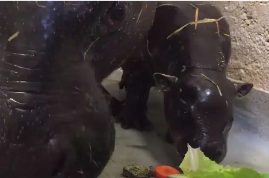 Toronto Zoo welcomes news addition – a baby pygmy hippopotamus