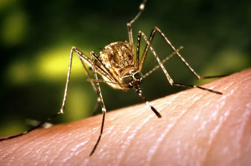 West Nile found in two Saskatoon mosquito traps