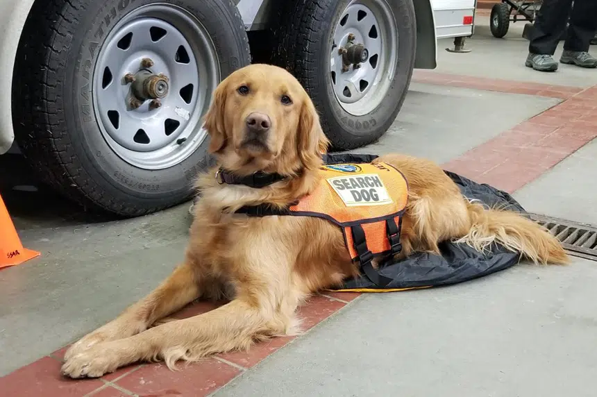 Specially trained dog joins Saskatoon Search and Rescue 