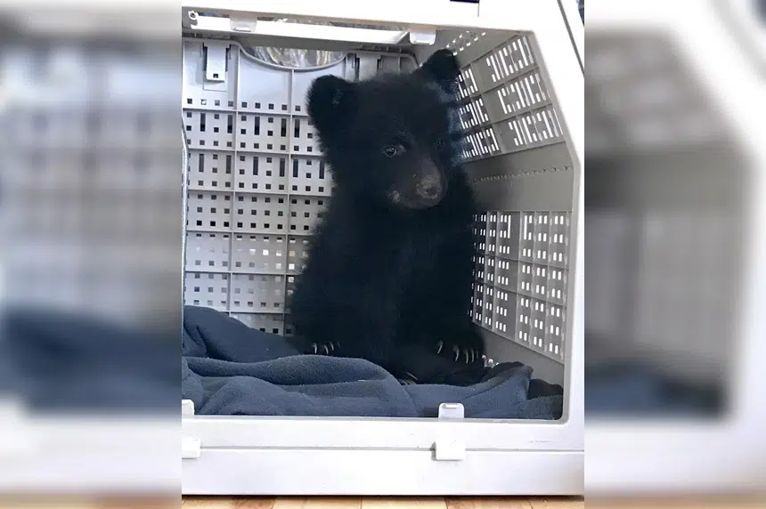 Bear cub, rescued near mother’s body, dies unexpectedly in wildlife refuge