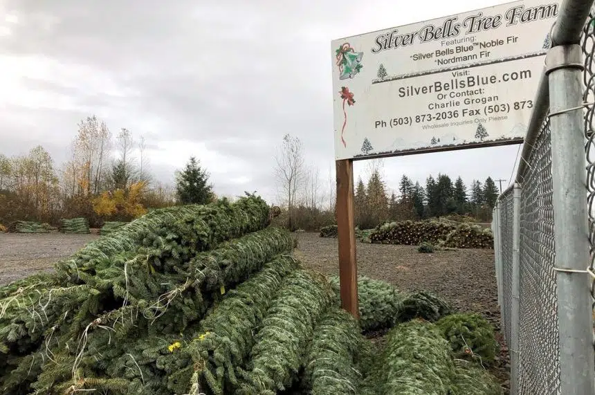 Nature Conservancy recommends a better fate for your Christmas tree