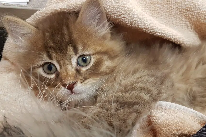 Kitten stolen from Saskatoon SPCA shelter