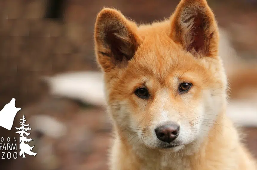 Dingo pups coming to Saskatoon's Forestry Farm Park and Zoo 