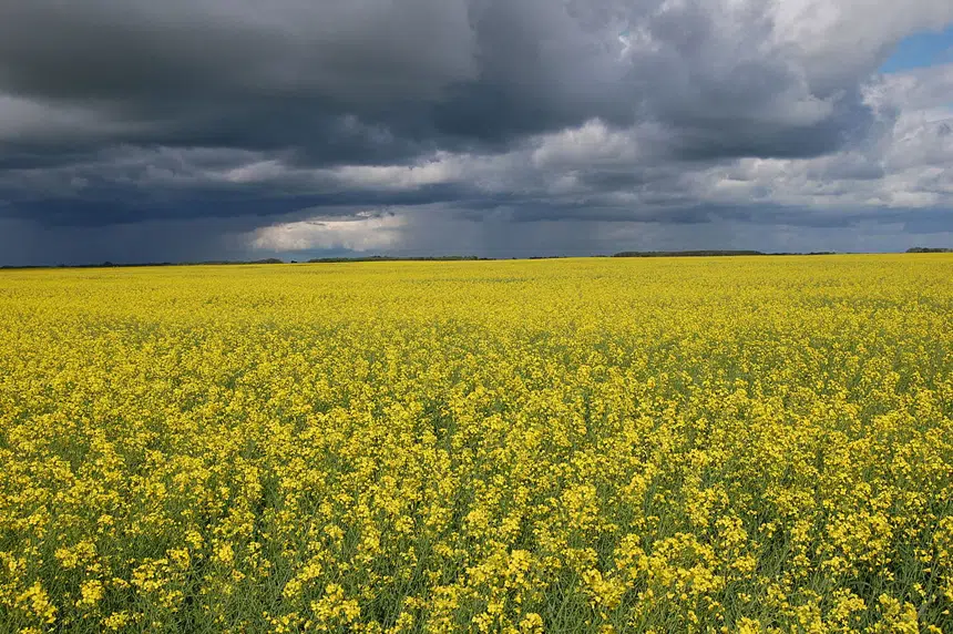 U of S researchers aim to extend growing season of canola and soybeans