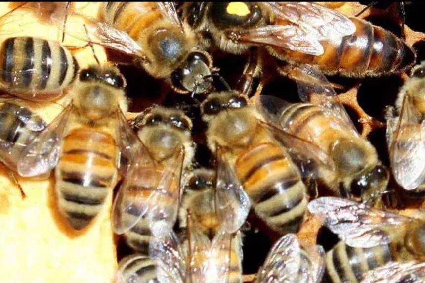 Honey bandits strike Saskatchewan farm