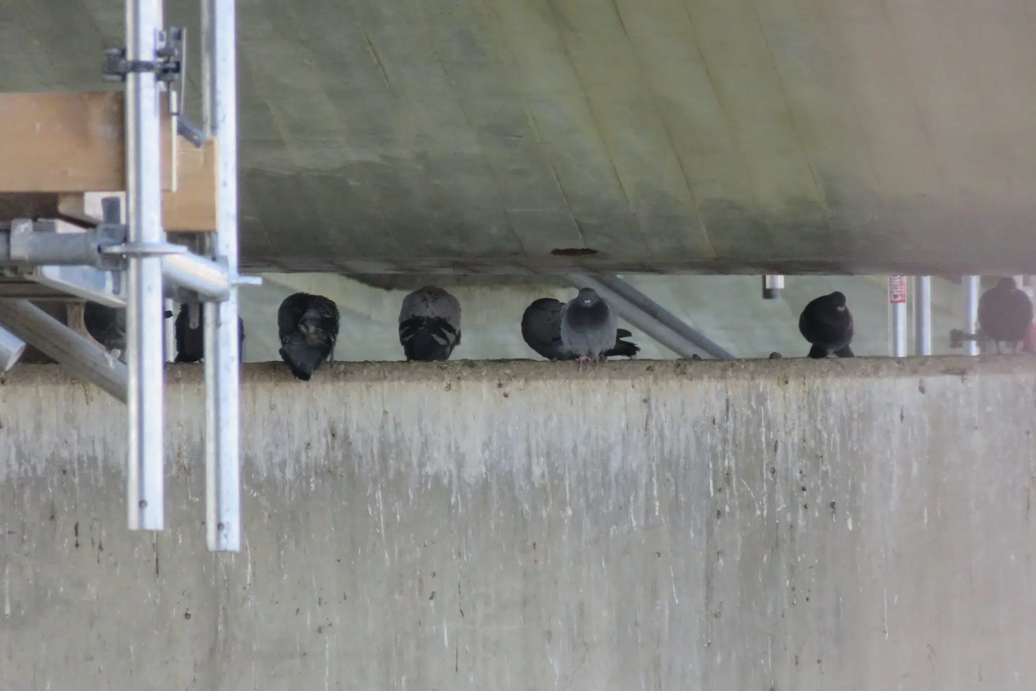 Pigeon poop problem weighs down Sid Buckwold Bridge