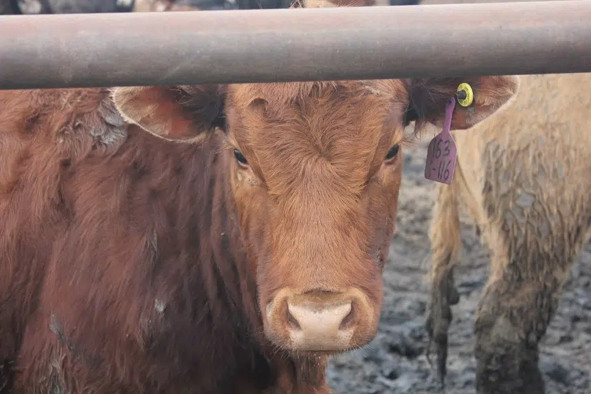 Sask. offers $70M in support for drought-stricken livestock producers