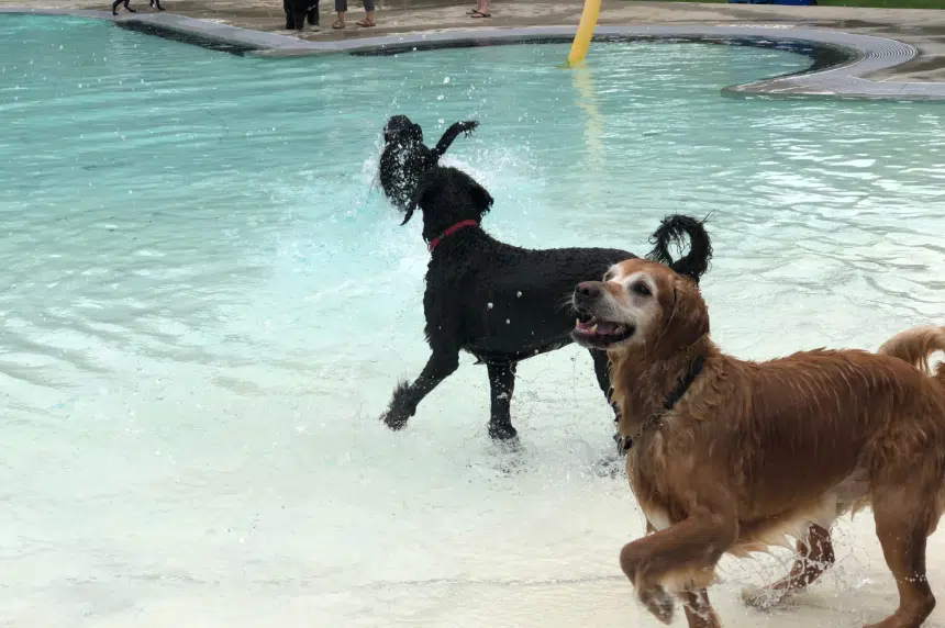 Annual Dog Day of Summer allows therapy and service pups a chance to take a dip