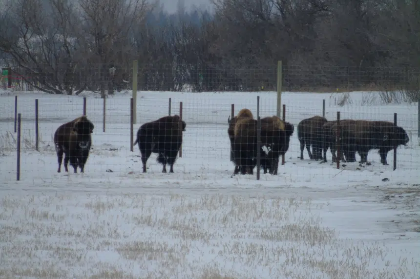 Bison return to Wanuskewin nearly 150 years later