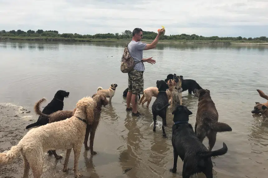 "I just don't think they knew we were here:" professional dog walker welcomes dog walking study