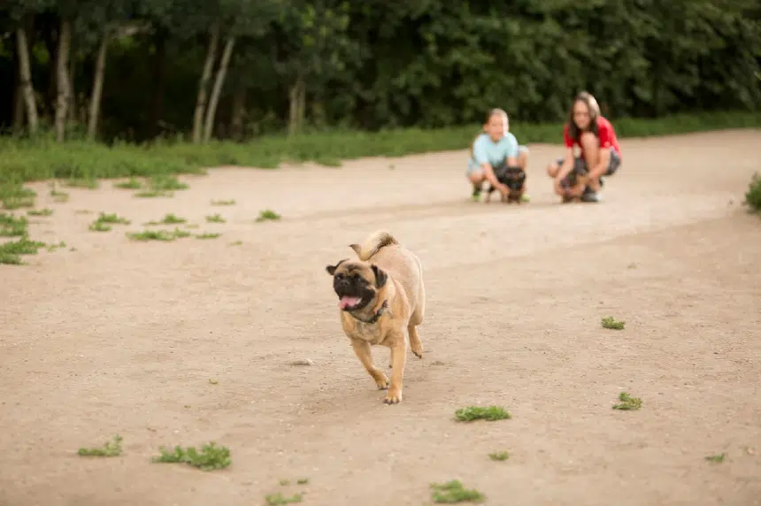 Council to hear proposed changes on Saskatoon dog parks