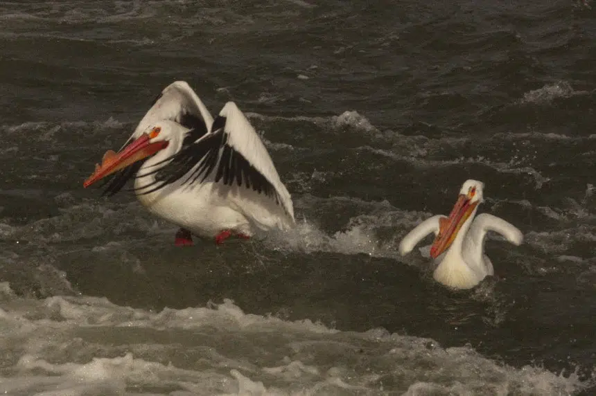 First pelicans land at the weir, marking latest arrival in 21 years