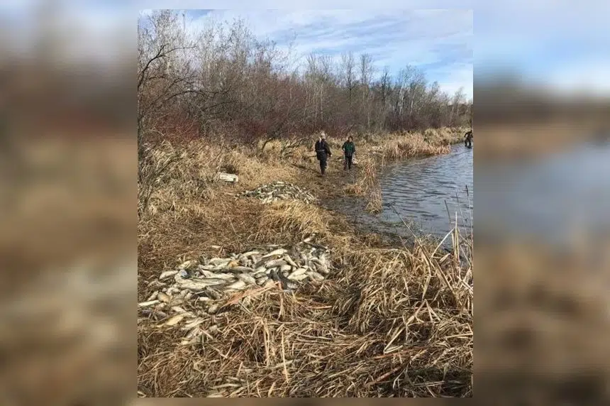 Thousands of fish found dead at Humboldt Lake