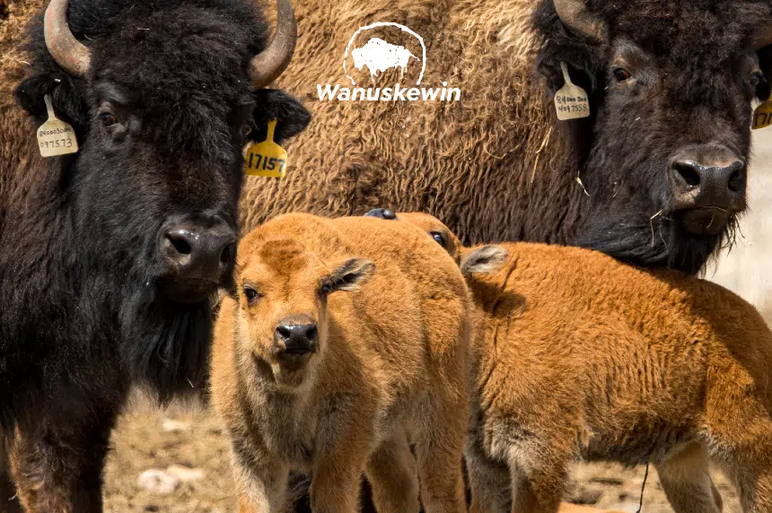 Wanuskewin welcomes three more baby bison to its first herd since 1867