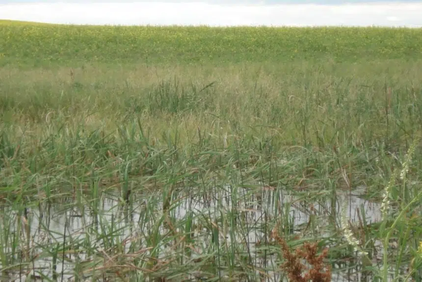 Some Sask. crops damaged by hail and too much rain