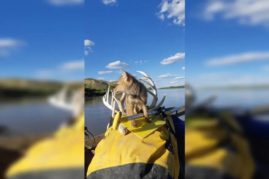 Man saves drowning coyote pup 'Yip Yip' while on river rafting trip
