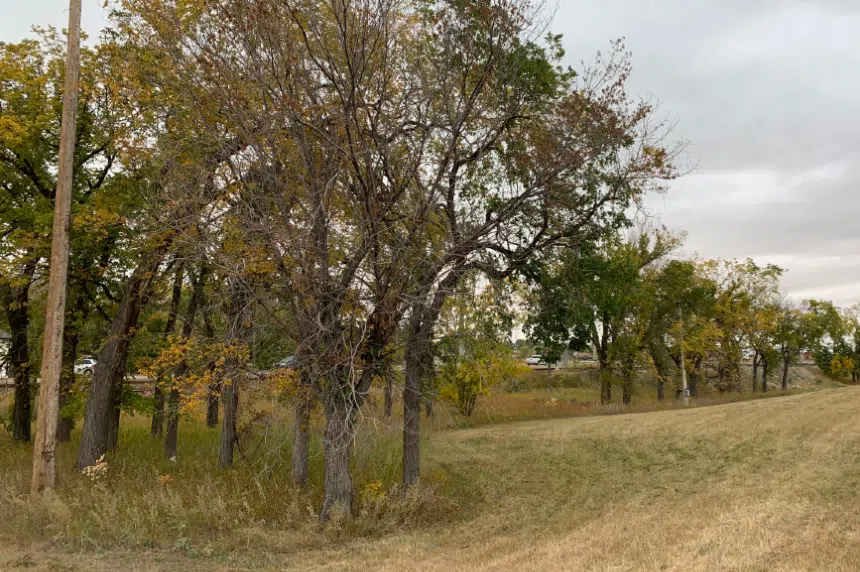 Dutch elm disease back in Saskatoon for the first time since 2015