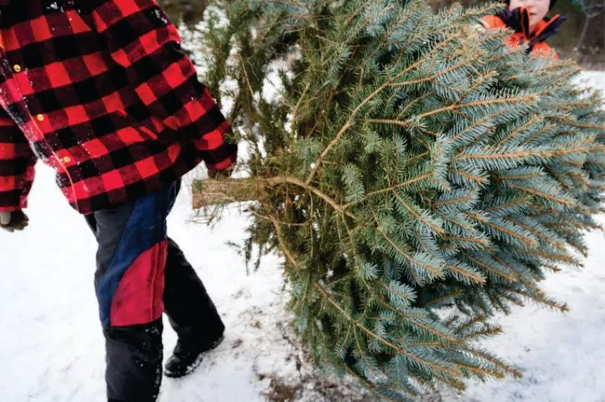 Chopping down a Christmas tree an option for the adventurous this holiday season
