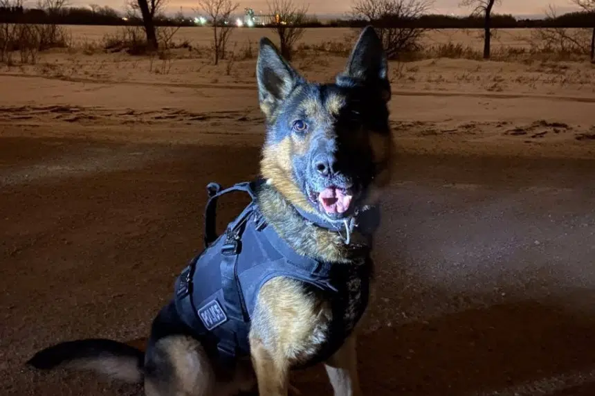 Police dog Oliver stabbed, seriously injured chasing suspects