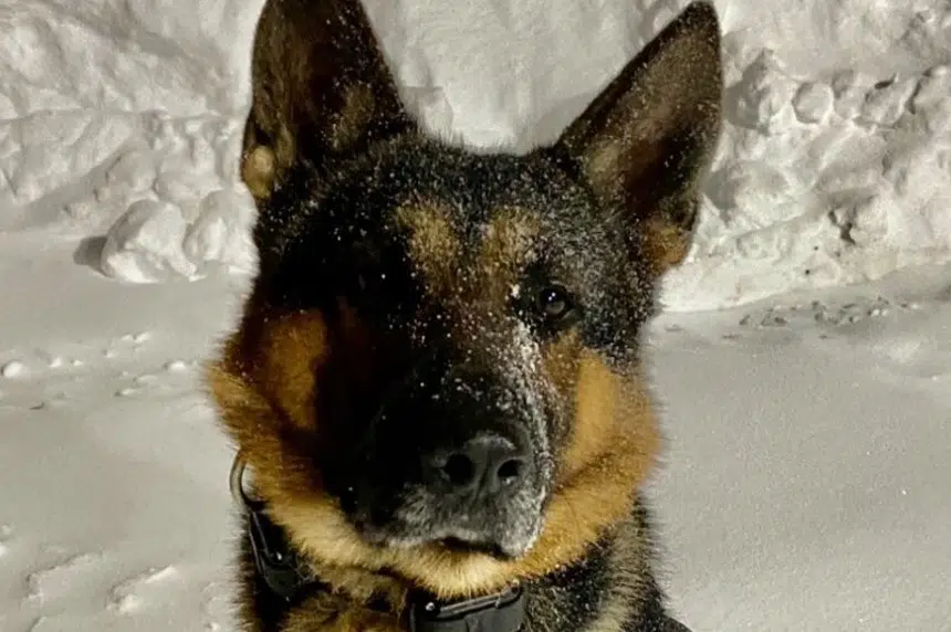 Police dog Oliver recovering at home, expected to return to duty
