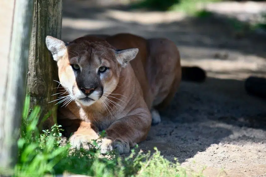 Saskatoon Forestry Farm Park and Zoo's 'Malcolm' the cougar dies