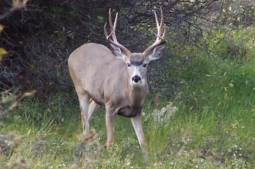 Some Sask. farmers say elk, deer populations destroying livestock feed, crops