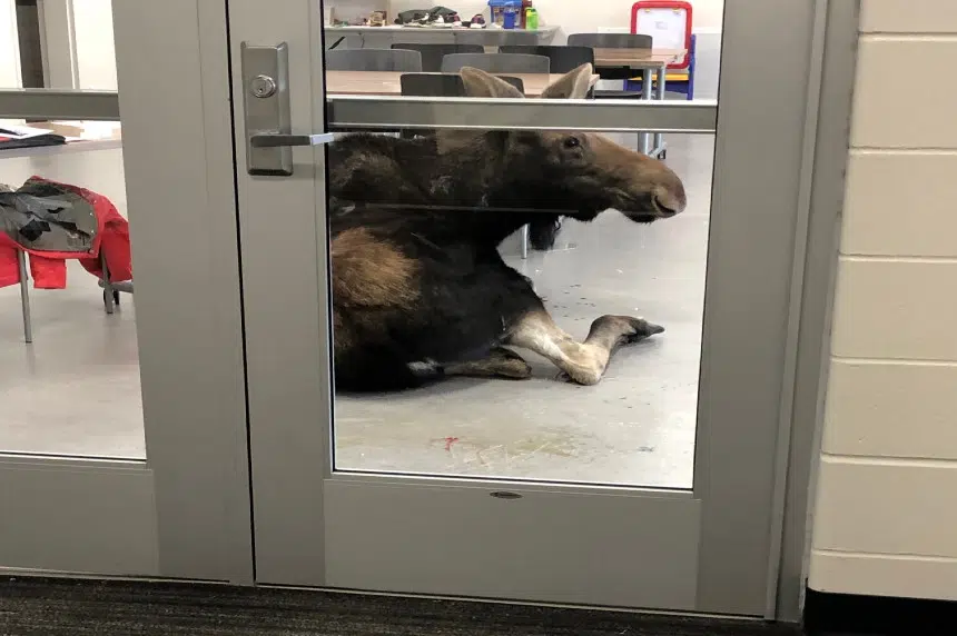 Moose on the loose hoofs it into a Saskatoon school