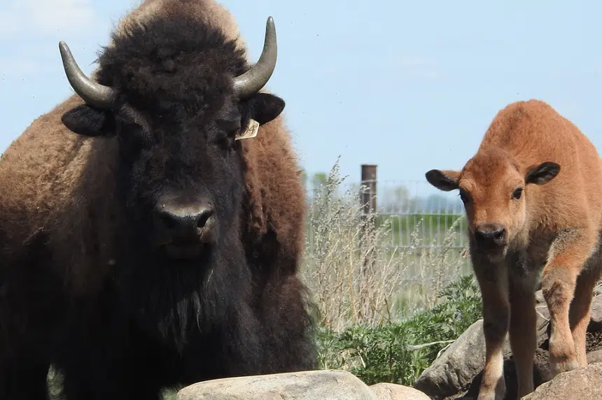 Six bison calves born at Wanuskewin