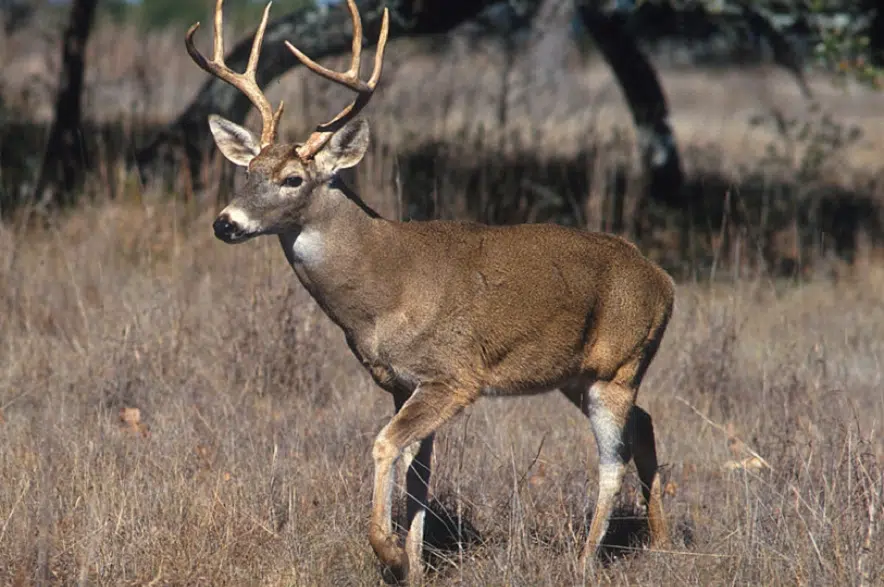 Hunters across Saskatchewan reminded to test for chronic wasting disease