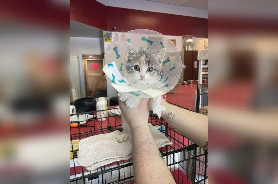 Abandoned kitten rescued from cold but loses leg from frostbite