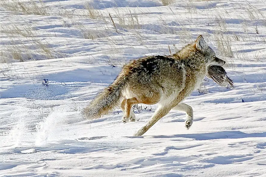 Police issue warnings after coyote sightings in Saskatoon