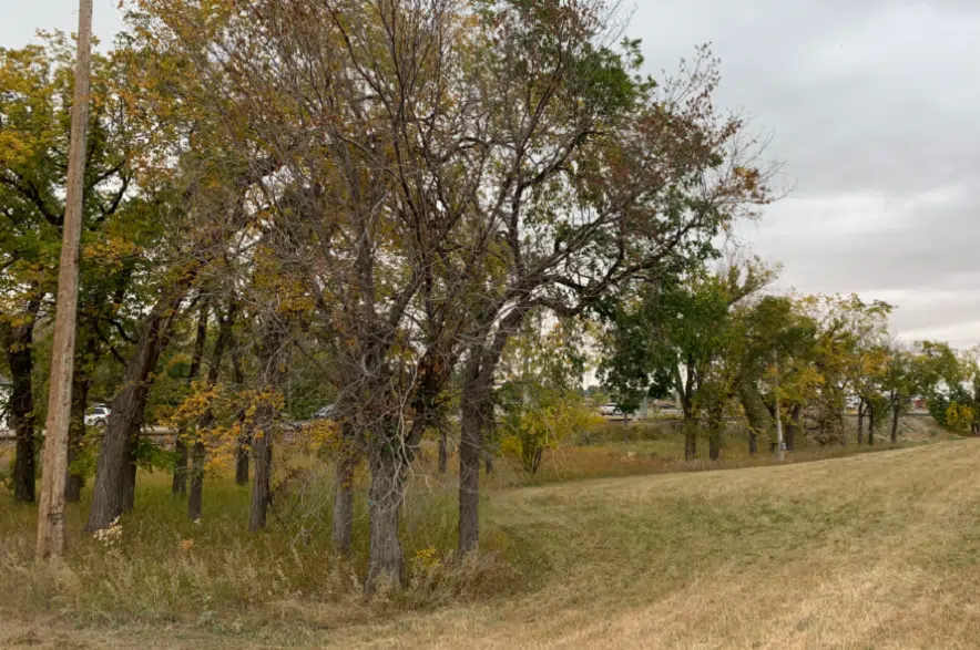 Annual elm pruning ban takes effect across Saskatchewan