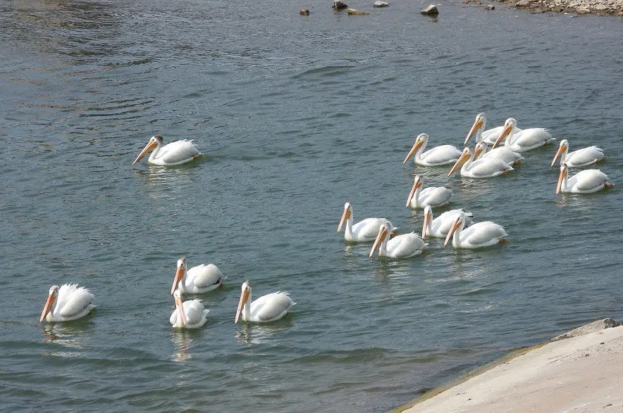 Splashdown! Saskatoon welcomes back the pelicans