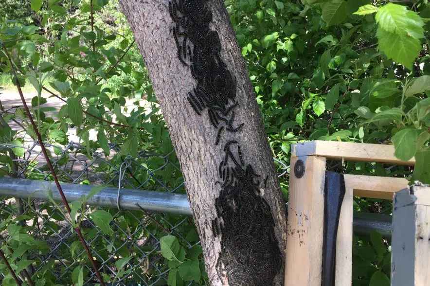 Summer pests return to Saskatchewan