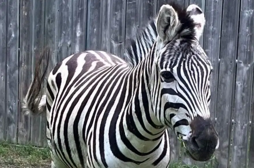 Dazzle of zebras arrives at Saskatoon's zoo